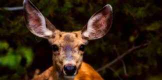 How to Avoid Common Allergies from Earrings How to Avoid Common Allergies from Earrings