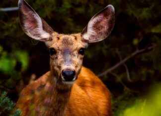 How to Avoid Common Allergies from Earrings How to Avoid Common Allergies from Earrings