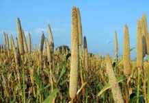 How to Care for Pearls and Keep Them Looking New How to Care for Pearls and Keep Them Looking New