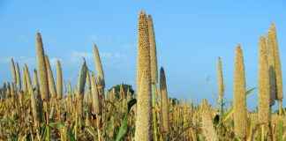 How to Care for Pearls and Keep Them Looking New How to Care for Pearls and Keep Them Looking New