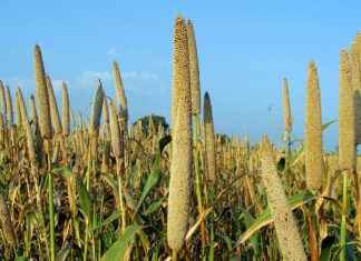 How to Care for Pearls and Keep Them Looking New How to Care for Pearls and Keep Them Looking New