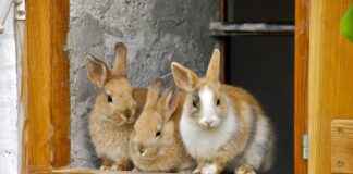 How to Pair Earrings with Your Hairstyle: Expert Tips How to Pair Earrings with Your Hairstyle: Expert Tips