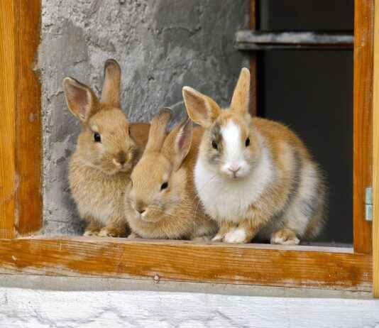 How to Pair Earrings with Your Hairstyle: Expert Tips How to Pair Earrings with Your Hairstyle: Expert Tips