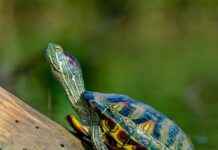 Statement Earrings vs. Studs: When to Wear Each Style Statement Earrings vs. Studs: When to Wear Each Style