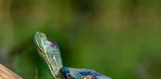 Statement Earrings vs. Studs: When to Wear Each Style Statement Earrings vs. Studs: When to Wear Each Style