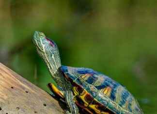 Statement Earrings vs. Studs: When to Wear Each Style Statement Earrings vs. Studs: When to Wear Each Style