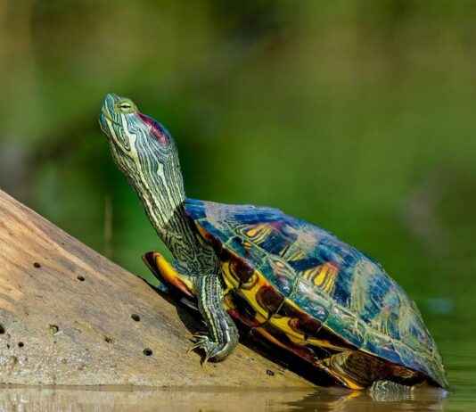 Statement Earrings vs. Studs: When to Wear Each Style Statement Earrings vs. Studs: When to Wear Each Style