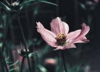 The Best Jewelry Looks from the Red Carpet The Best Jewelry Looks from the Red Carpet