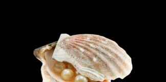 The Elegance of Pearl Necklaces: A Must-Have for Every Jewelry Lover The Elegance of Pearl Necklaces: A Must-Have for Every Jewelry Lover