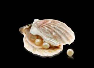 The Elegance of Pearl Necklaces: A Must-Have for Every Jewelry Lover The Elegance of Pearl Necklaces: A Must-Have for Every Jewelry Lover