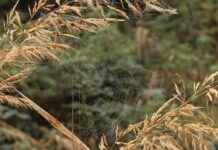 The History of Hoop Earrings and Their Cultural Significance The History of Hoop Earrings and Their Cultural Significance