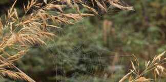 The History of Hoop Earrings and Their Cultural Significance The History of Hoop Earrings and Their Cultural Significance