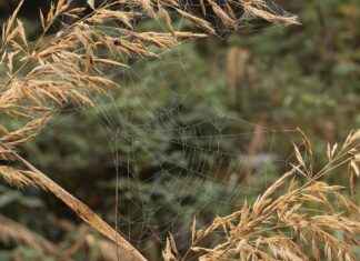 The History of Hoop Earrings and Their Cultural Significance The History of Hoop Earrings and Their Cultural Significance