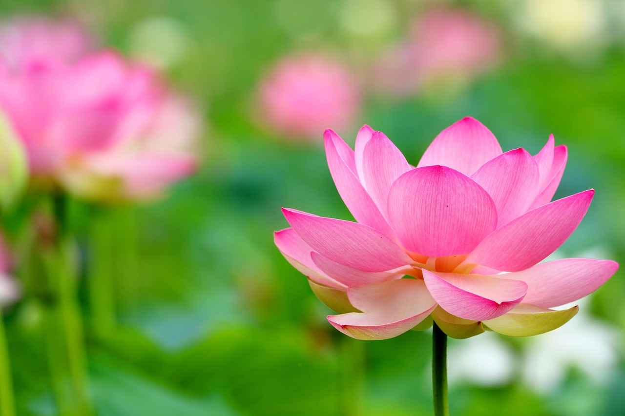 The Power of the Lotus Flower in Jewelry