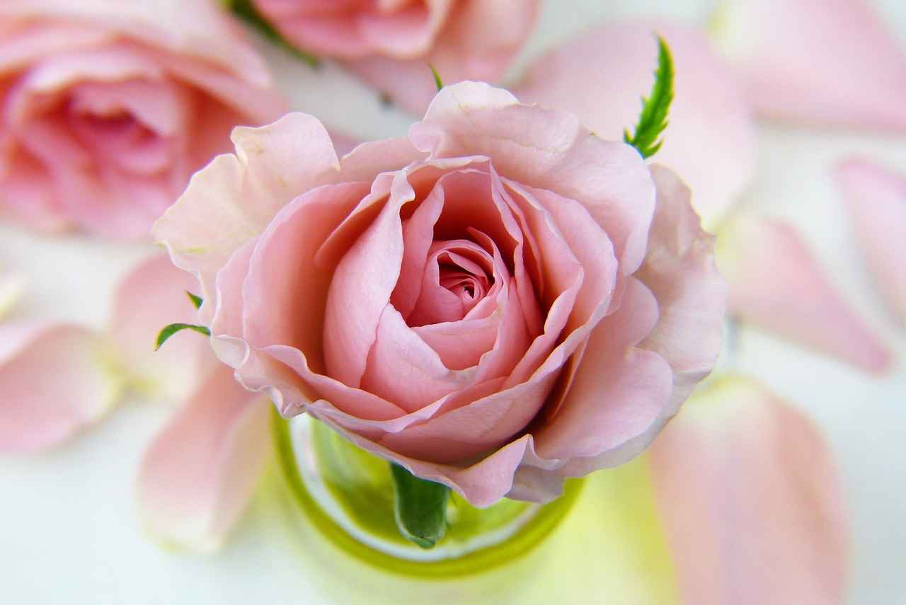 The Allure of Rose Gold